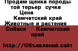 Продам щенка породы той-терьер, сучка › Цена ­ 15 000 - Камчатский край Животные и растения » Собаки   . Камчатский край